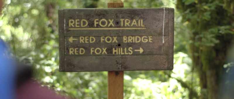 How many Red Foxes Are there, David? Right?