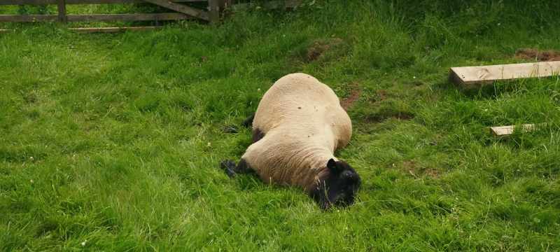 How my poor ram had died was a mystery