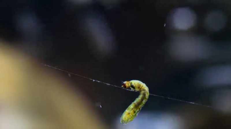 However, they have a special safety line, with which they can pull themselves back
