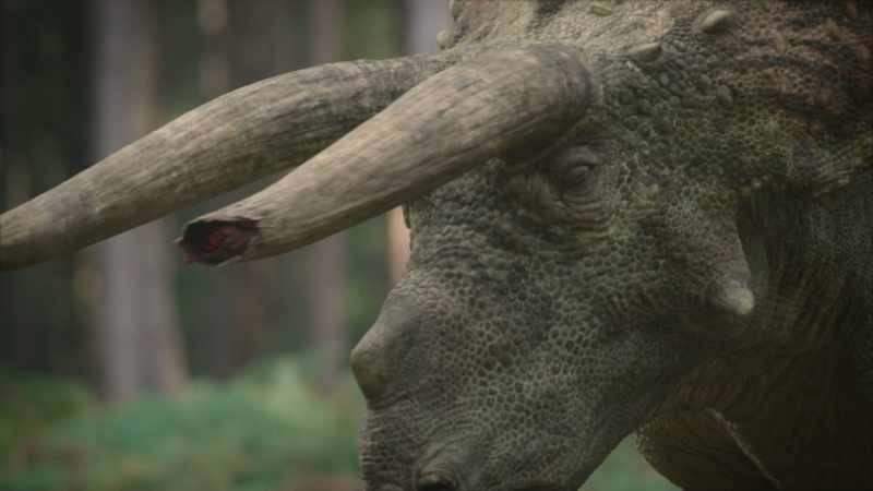 However, his newly won battle scars might be just enough to attract a female