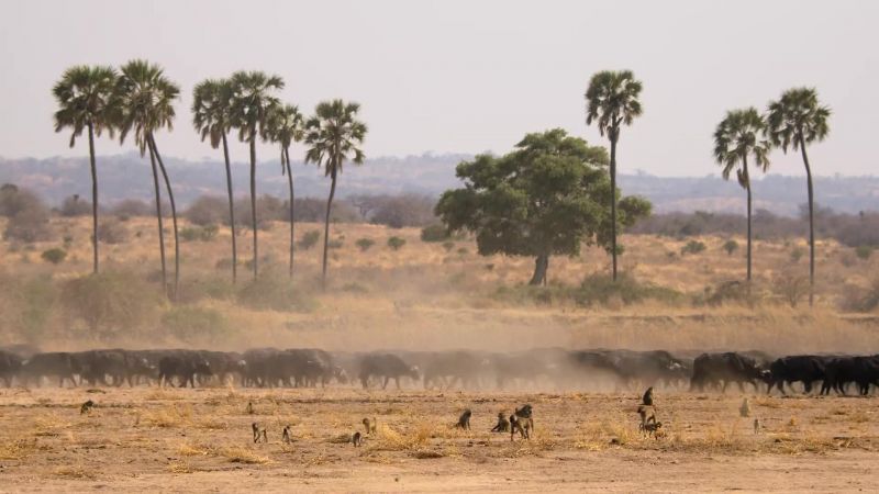 However, the buffalo are driven on by their desperate need for fresh water