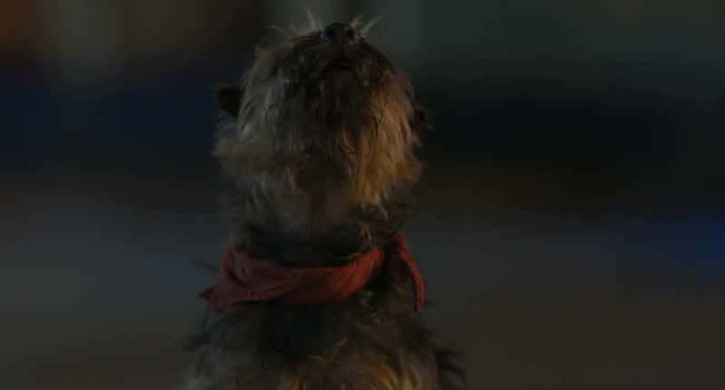 Howl. Howling. - (others howling)