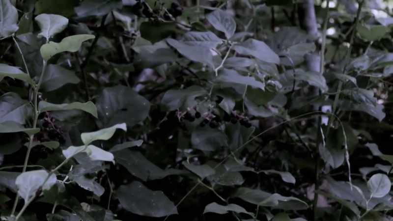 Huckleberries everywhere
