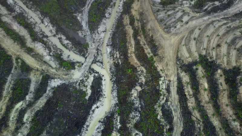 Huge areas were initially stripped for timber