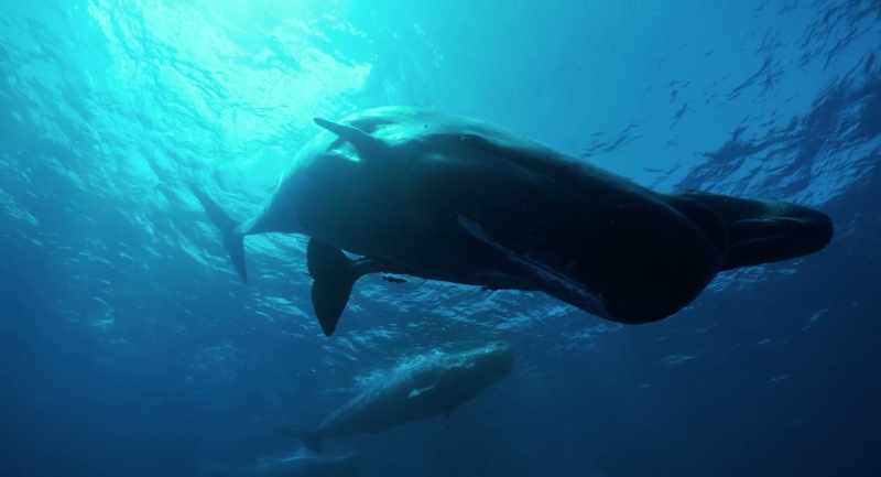 HUGUES: This animal hunt in the deep