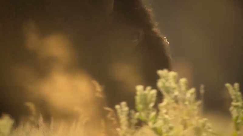 Humans slaughtered the great herds