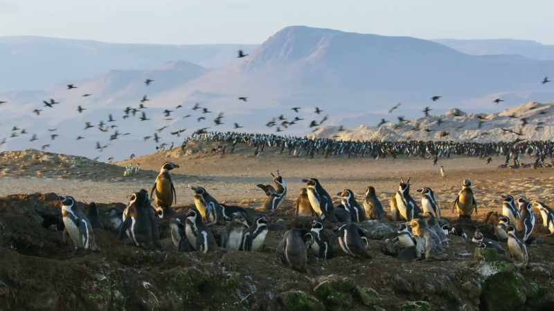 Humboldt penguins regard the soft guano
