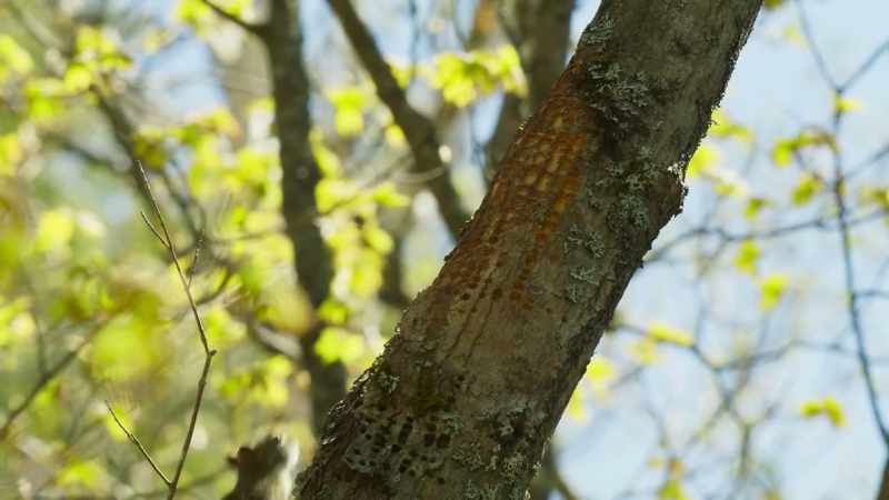 Hummingbirds, squirrels and insects