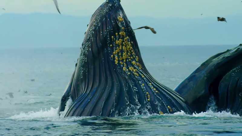 Hump Back Whales