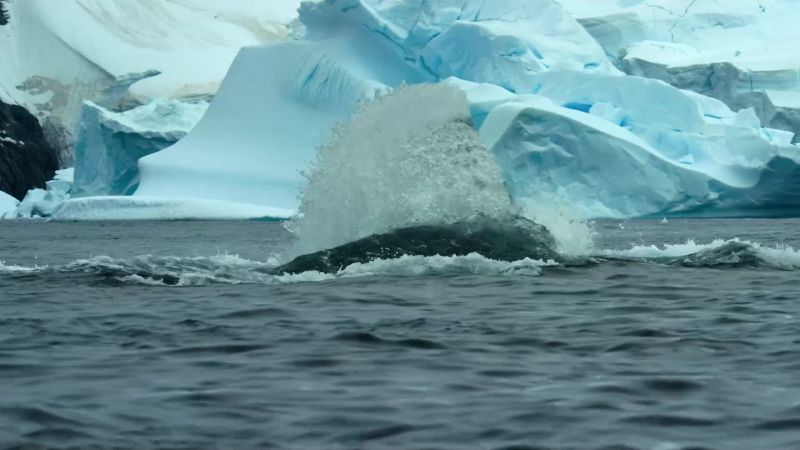 Humpback whales from the tropics