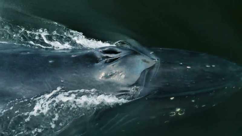 Humpback whales