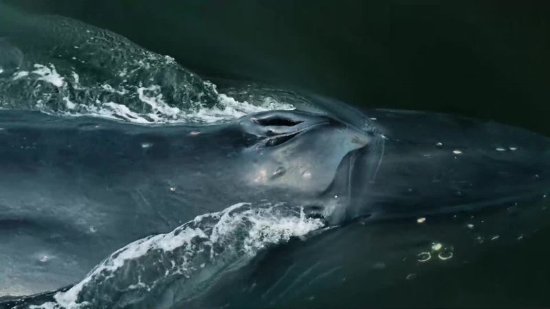 Humpback whales
