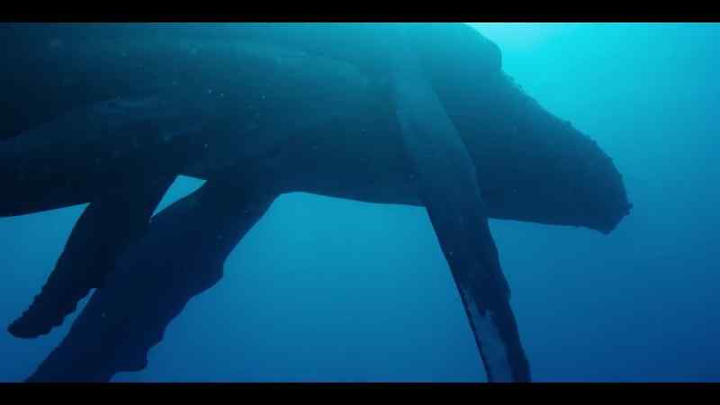 Humpbacks are intelligent and sensitive