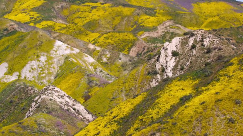 Hundreds of square kilometers suddenly bloom