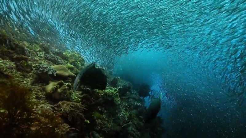 Hunters, such as giant trevally