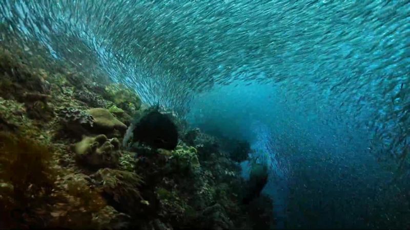 Hunters, such as giant trevally