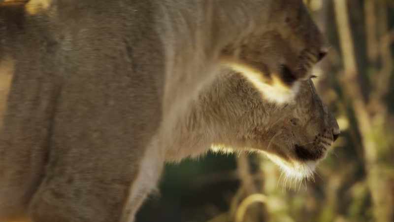 Hunting as a pride