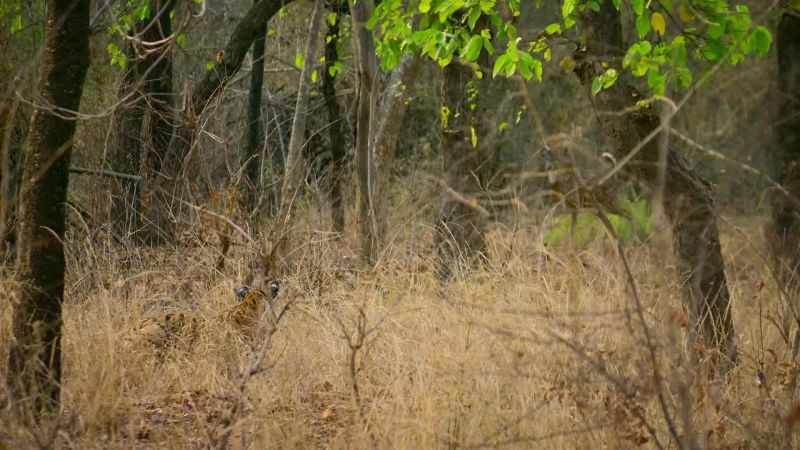 Hunting is even more difficult for a male