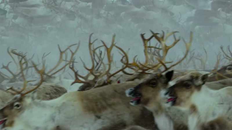 Hunting reindeer is a communal activity