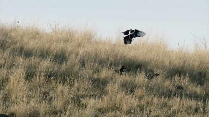 Hunting is strictly prohibited in Yellowstone today