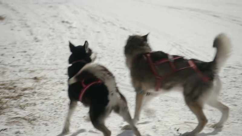 [huskies whining, barking]