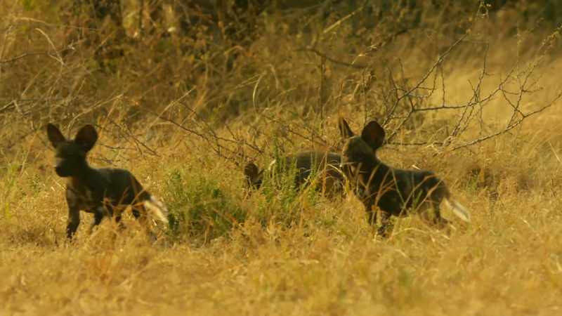 HYENA CALLS