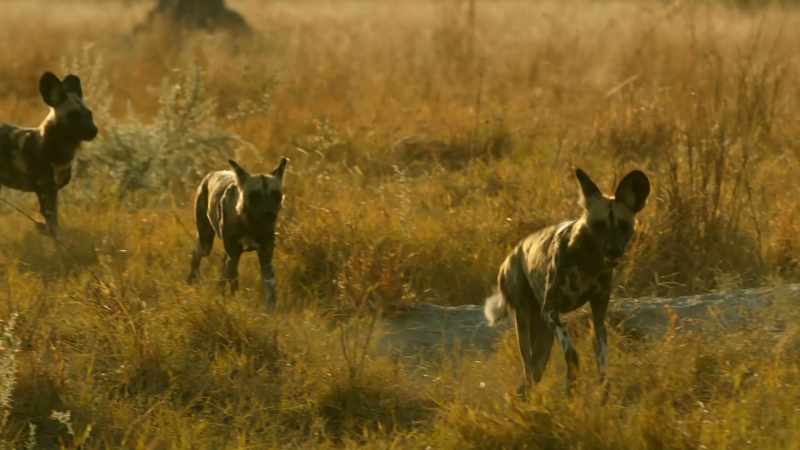 HYENAS BARK