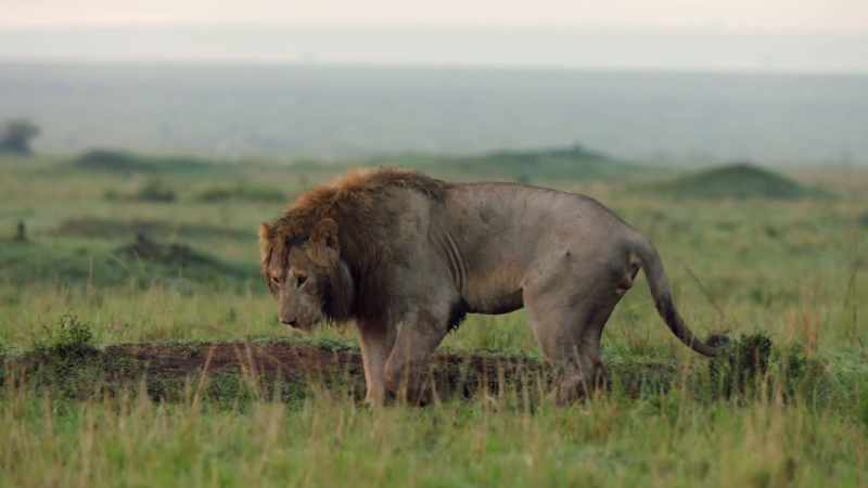 (HYENAS BARKING)