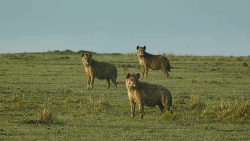 HYENAS CACKLE