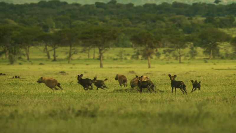 HYENAS CHATTER AND WHINE