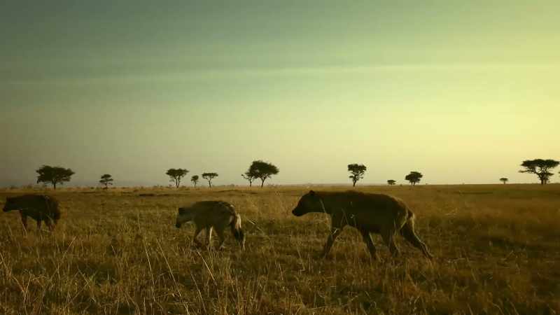 HYENAS CHATTER