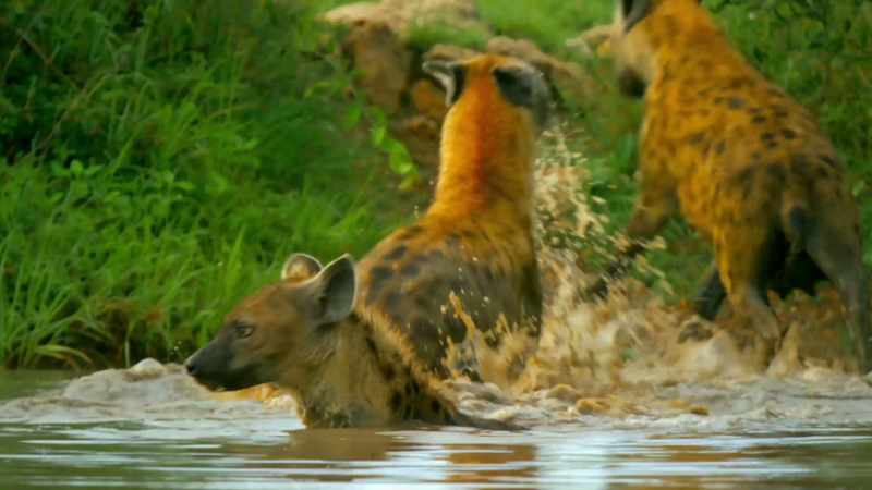 HYENAS HEE