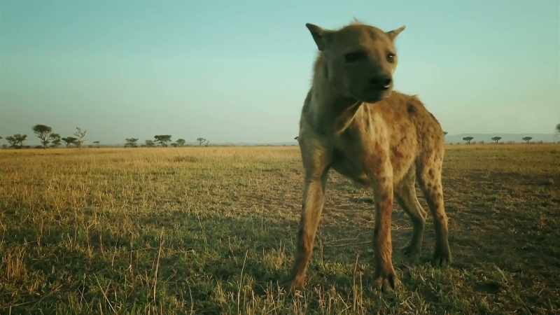 HYENAS WAIL AND CACKLE