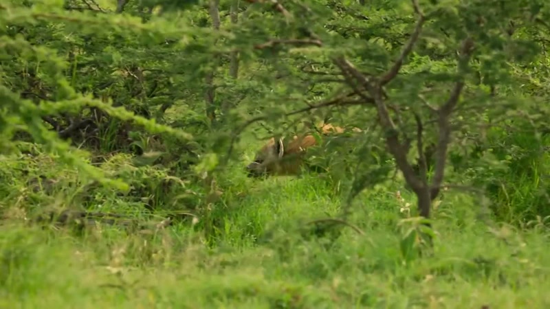 'Hyenas will kill cheetah cubs