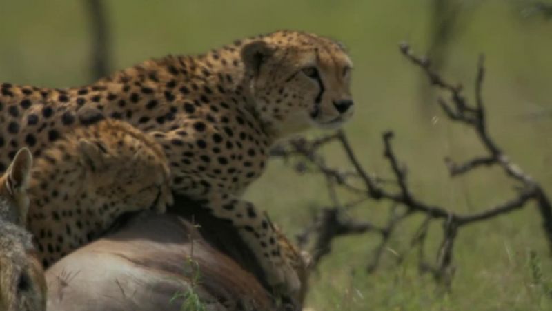 Hyenas
