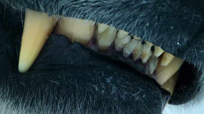 Hyper carnivores have a diet of 70% meat