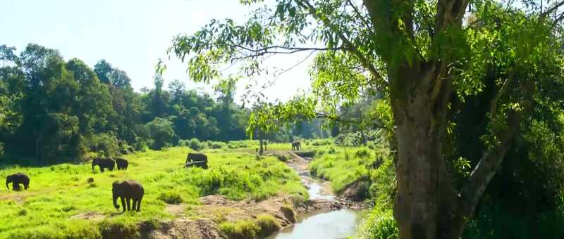 'I had a dream. To do something for nature, for this jungle.'