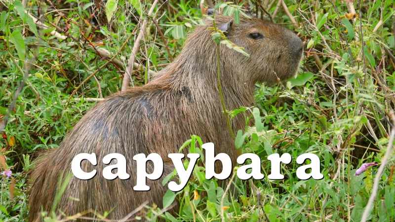 I... am a capybara