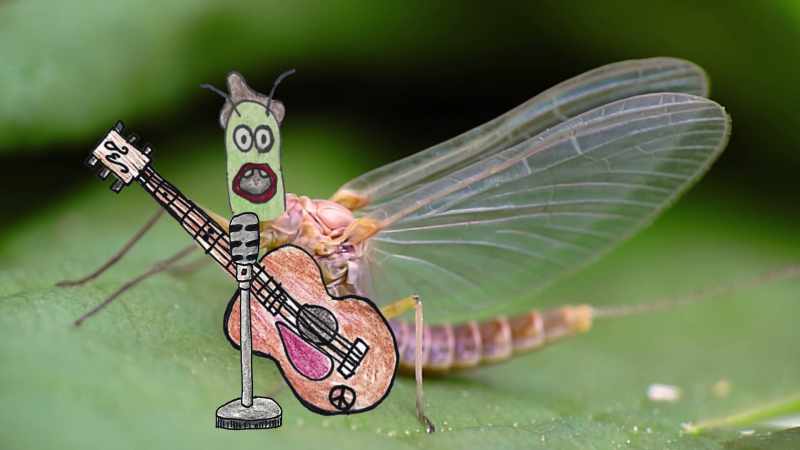 I am a wise old mayfly