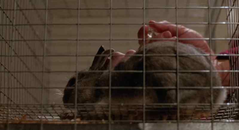 I am injecting the bunny rabbit with the serum