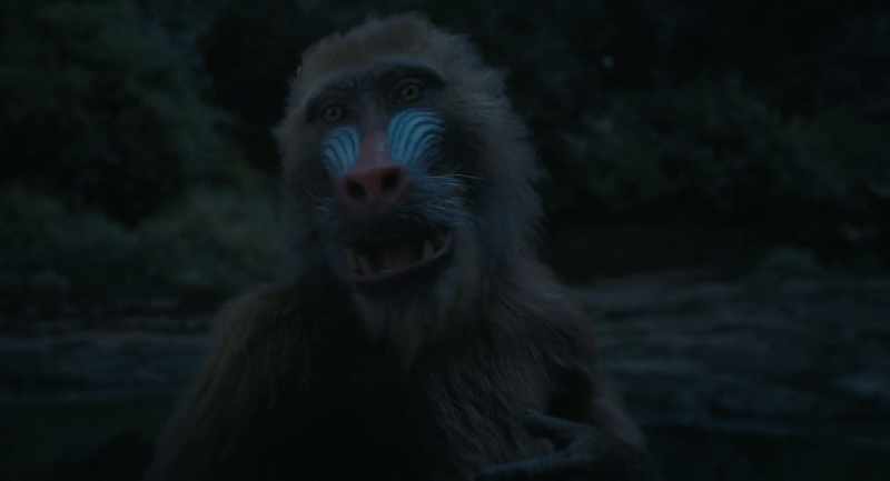 I am not a baboon. I am a mandrill