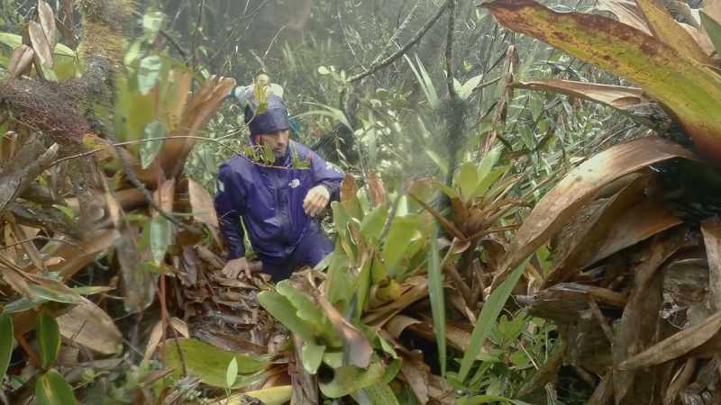 I had an idea that we... we should look mostly on the bromeliads