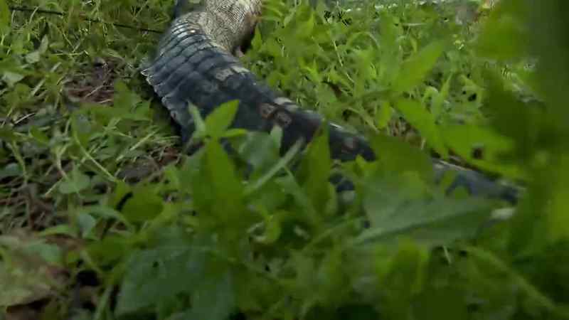 At eight and a half feet long, this is a nice catch