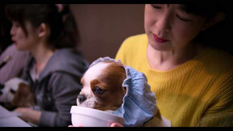 I bought Anko at a pet store in Roppongi