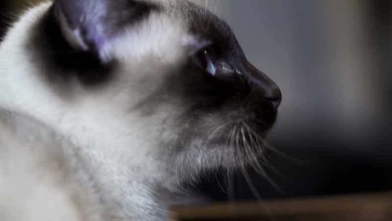 I broadcasted my kittens from the time they were born