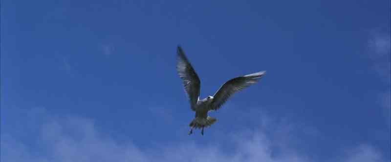 I can fly