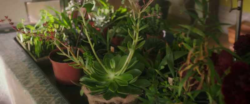 I collected seeds from the most spectacular plants