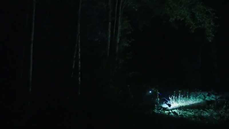 I could tell right away that this forest felt much different