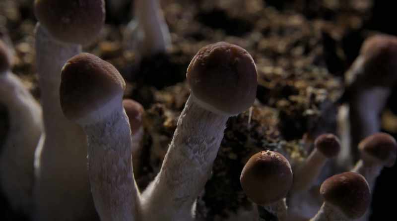 I couldn't get these mushrooms for the longest time