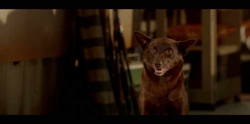 I didn't expect to form a relationship with the dog